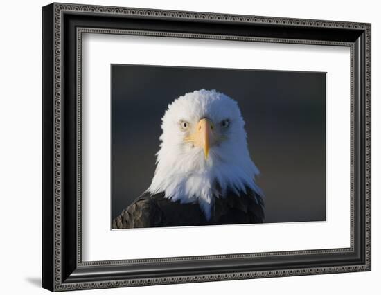 Bald Eagle-Paul Souders-Framed Photographic Print