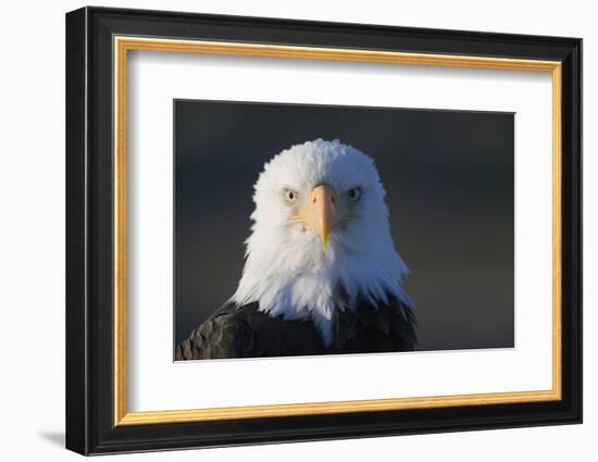 Bald Eagle-Paul Souders-Framed Photographic Print