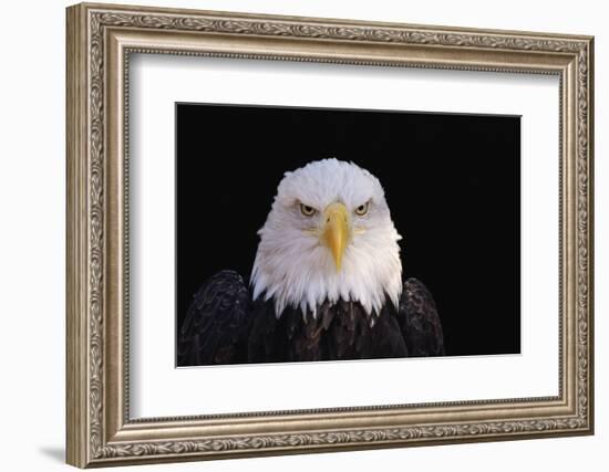 Bald Eagle-W^ Perry Conway-Framed Photographic Print