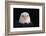 Bald Eagle-W^ Perry Conway-Framed Photographic Print