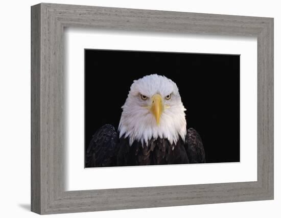 Bald Eagle-W^ Perry Conway-Framed Photographic Print