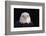 Bald Eagle-W^ Perry Conway-Framed Photographic Print