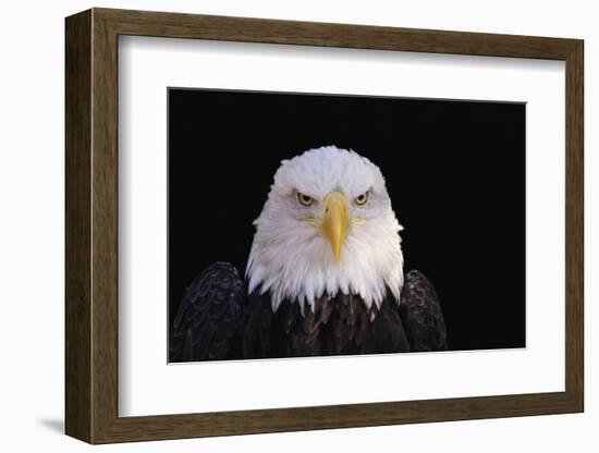 Bald Eagle-W^ Perry Conway-Framed Photographic Print