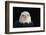 Bald Eagle-W^ Perry Conway-Framed Photographic Print