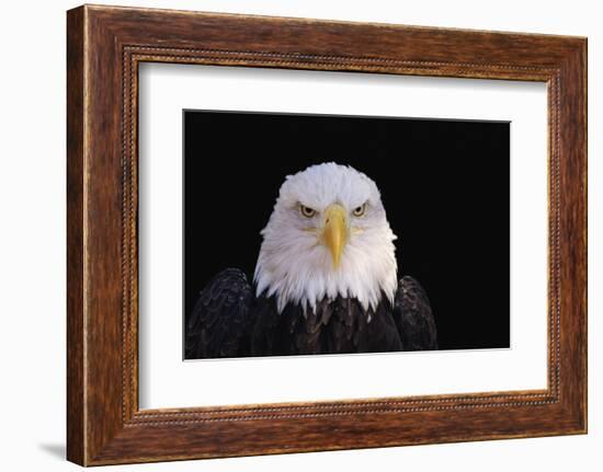 Bald Eagle-W^ Perry Conway-Framed Photographic Print