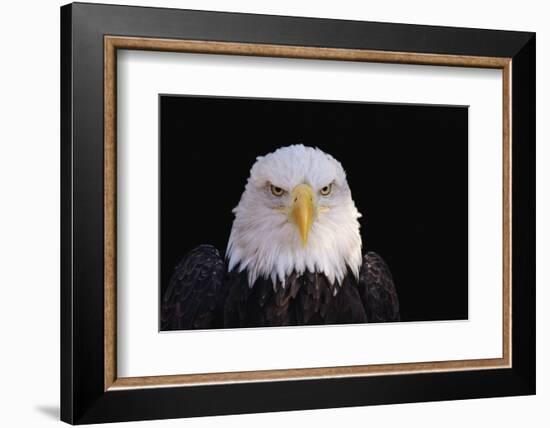 Bald Eagle-W^ Perry Conway-Framed Photographic Print