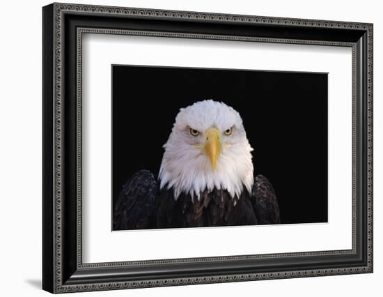Bald Eagle-W^ Perry Conway-Framed Photographic Print