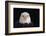 Bald Eagle-W^ Perry Conway-Framed Photographic Print