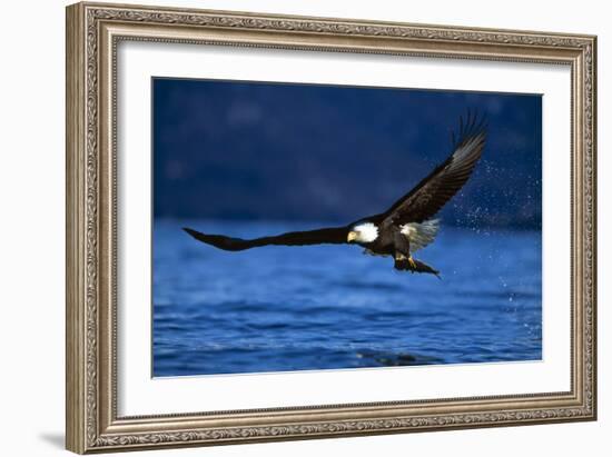 Bald Eagle-null-Framed Photographic Print