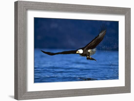 Bald Eagle-null-Framed Photographic Print