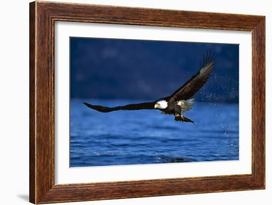 Bald Eagle-null-Framed Photographic Print