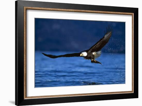 Bald Eagle-null-Framed Photographic Print