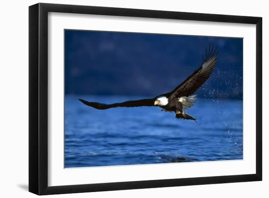 Bald Eagle-null-Framed Photographic Print