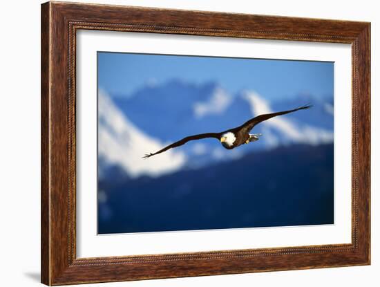 Bald Eagle-null-Framed Photographic Print