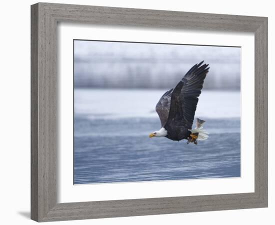 Bald Eagle-Shlomo Waldmann-Framed Photographic Print