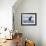 Bald Eagle-Shlomo Waldmann-Framed Photographic Print displayed on a wall