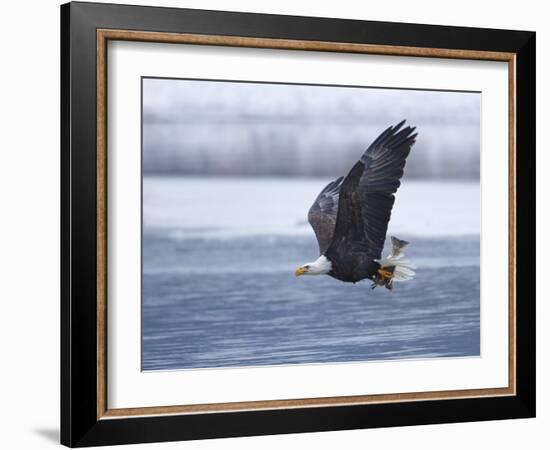 Bald Eagle-Shlomo Waldmann-Framed Photographic Print