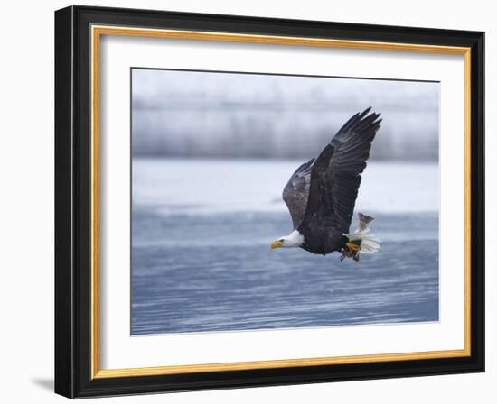 Bald Eagle-Shlomo Waldmann-Framed Photographic Print