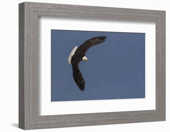 Bald Eagle-Ken Archer-Framed Photographic Print