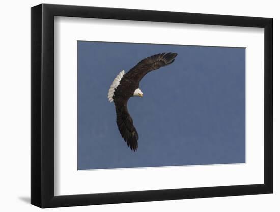 Bald Eagle-Ken Archer-Framed Photographic Print