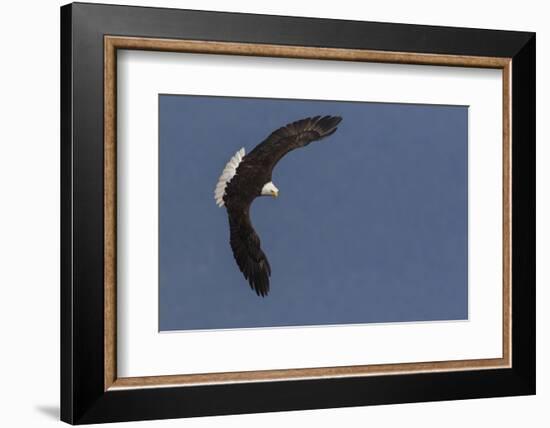 Bald Eagle-Ken Archer-Framed Photographic Print