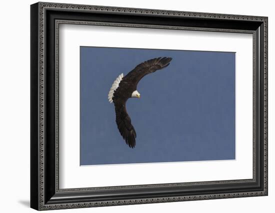 Bald Eagle-Ken Archer-Framed Photographic Print