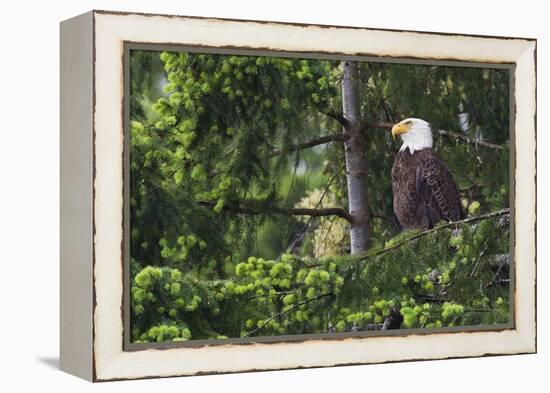 Bald Eagle-Ken Archer-Framed Premier Image Canvas