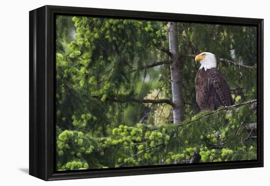 Bald Eagle-Ken Archer-Framed Premier Image Canvas