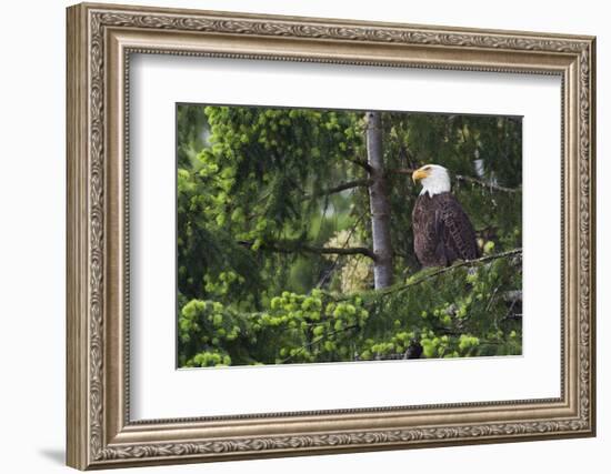 Bald Eagle-Ken Archer-Framed Photographic Print