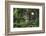 Bald Eagle-Ken Archer-Framed Photographic Print