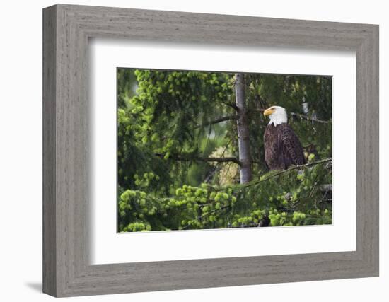 Bald Eagle-Ken Archer-Framed Photographic Print