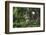 Bald Eagle-Ken Archer-Framed Photographic Print