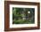 Bald Eagle-Ken Archer-Framed Photographic Print