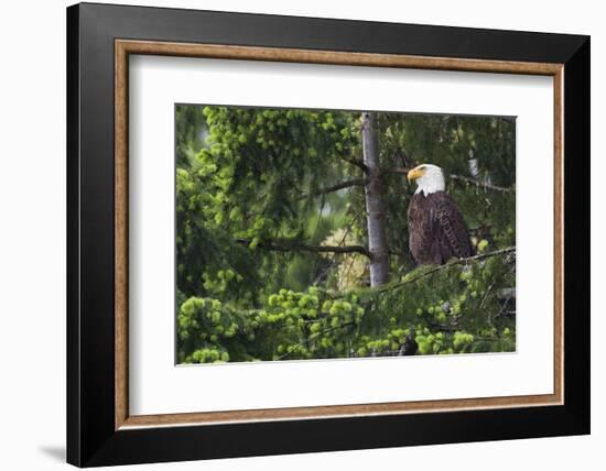 Bald Eagle-Ken Archer-Framed Photographic Print