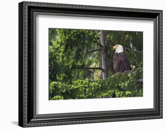 Bald Eagle-Ken Archer-Framed Photographic Print