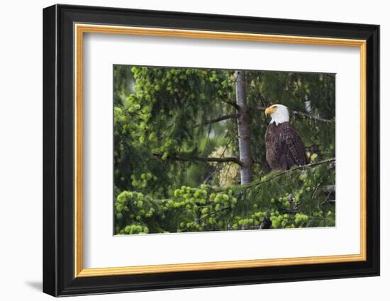 Bald Eagle-Ken Archer-Framed Photographic Print