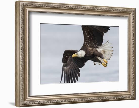 Bald Eagle-Ken Archer-Framed Photographic Print