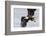 Bald Eagle-Ken Archer-Framed Photographic Print