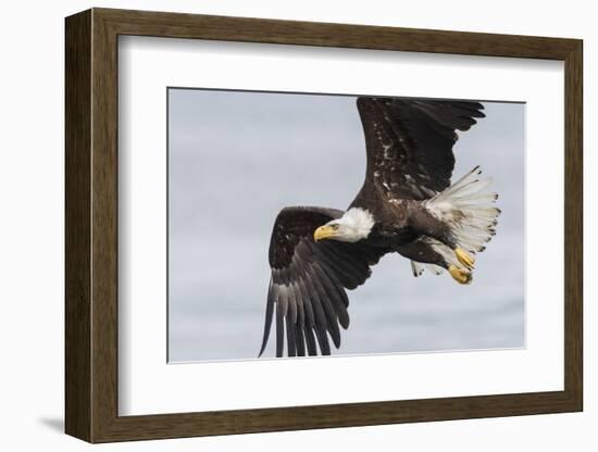 Bald Eagle-Ken Archer-Framed Photographic Print