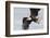 Bald Eagle-Ken Archer-Framed Photographic Print