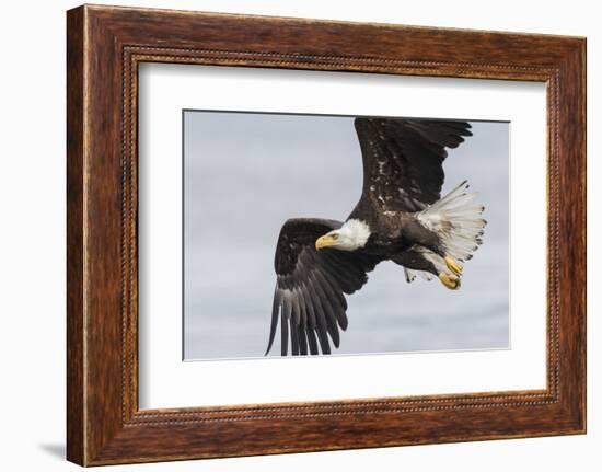 Bald Eagle-Ken Archer-Framed Photographic Print