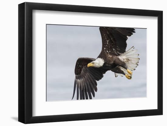 Bald Eagle-Ken Archer-Framed Photographic Print