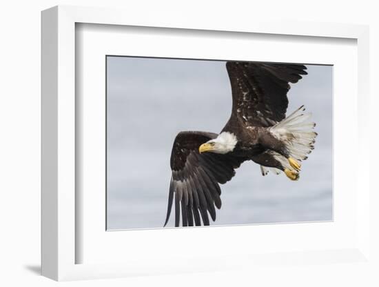 Bald Eagle-Ken Archer-Framed Photographic Print