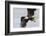 Bald Eagle-Ken Archer-Framed Photographic Print