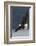 Bald Eagle-Ken Archer-Framed Photographic Print