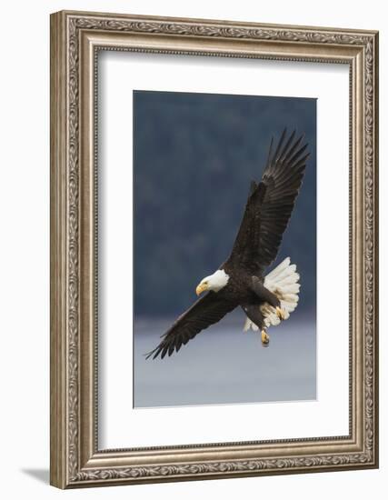 Bald Eagle-Ken Archer-Framed Photographic Print