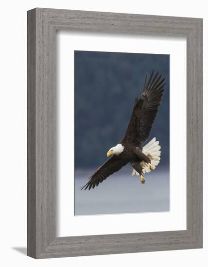 Bald Eagle-Ken Archer-Framed Photographic Print