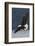 Bald Eagle-Ken Archer-Framed Photographic Print