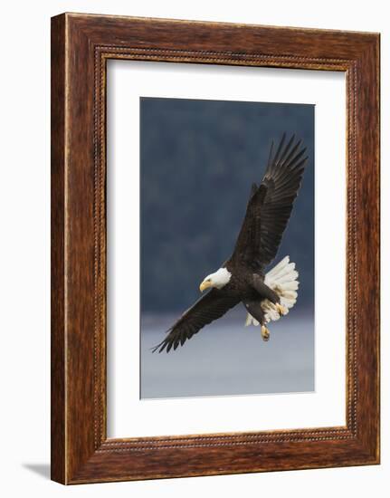 Bald Eagle-Ken Archer-Framed Photographic Print