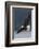 Bald Eagle-Ken Archer-Framed Photographic Print